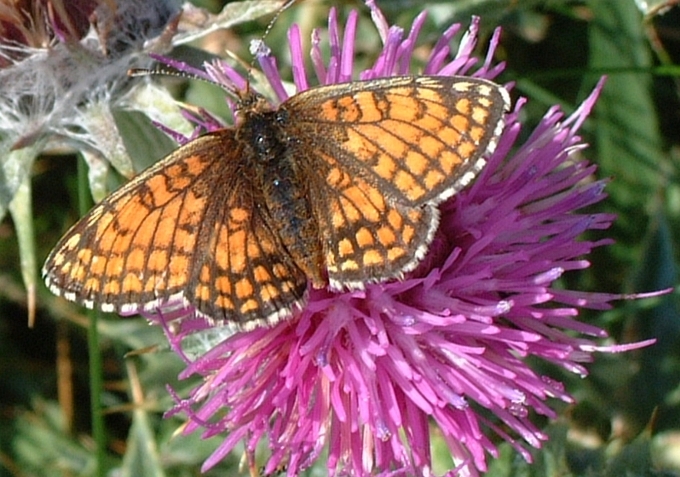 Melitaea sp.  a m. 1967